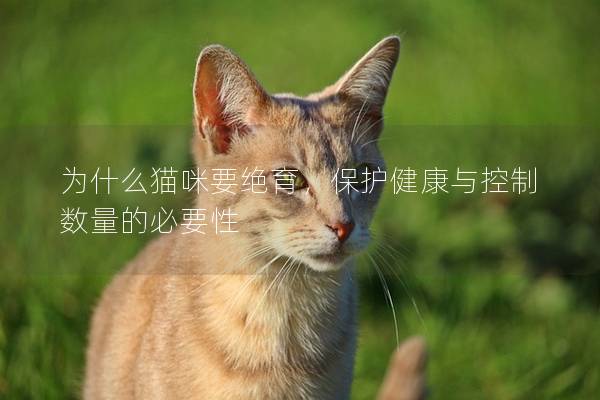 為什么貓咪要絕育，保護(hù)健康與控制數(shù)量的必要性