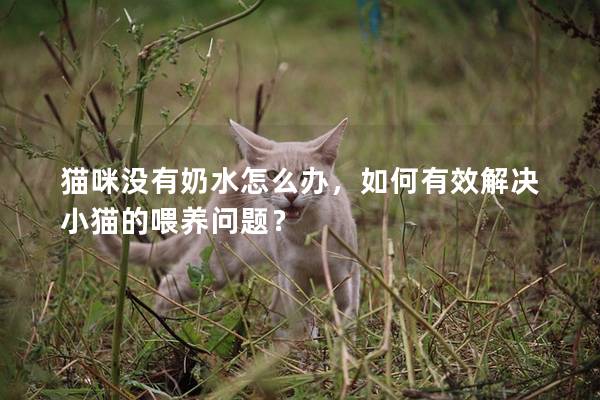 貓咪沒(méi)有奶水怎么辦，如何有效解決小貓的喂養(yǎng)問(wèn)題？