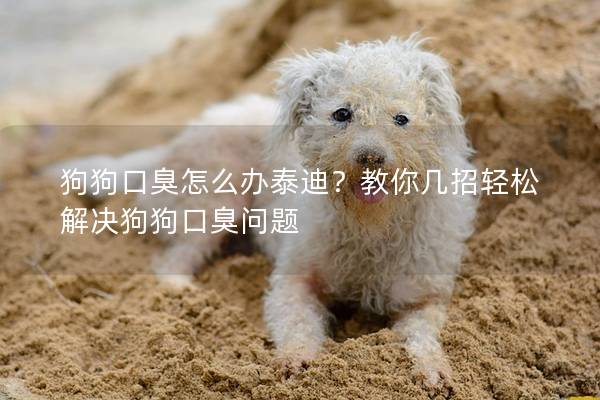 狗狗口臭怎么辦泰迪？教你幾招輕松解決狗狗口臭問題