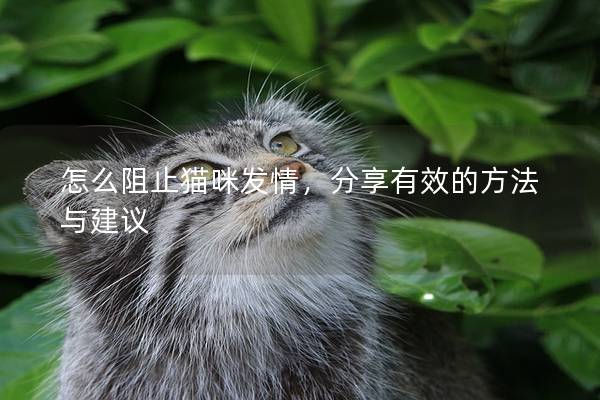 怎么阻止貓咪發情，分享有效的方法與建議