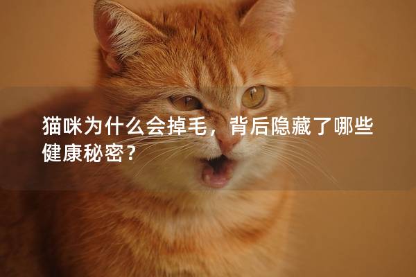貓咪為什么會掉毛，背后隱藏了哪些健康秘密？