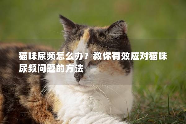 貓咪尿頻怎么辦？教你有效應對貓咪尿頻問題的方法