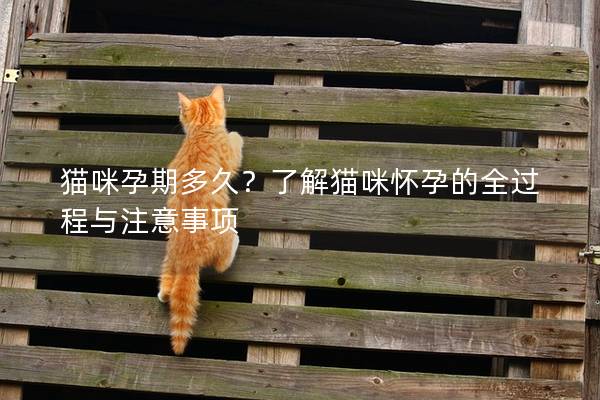 貓咪孕期多久？了解貓咪懷孕的全過程與注意事項