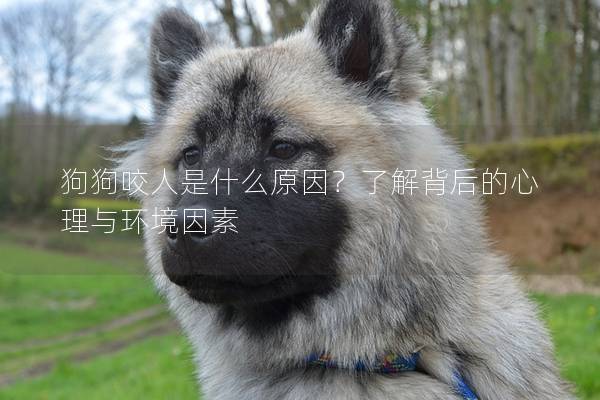 狗狗咬人是什么原因？了解背后的心理與環(huán)境因素