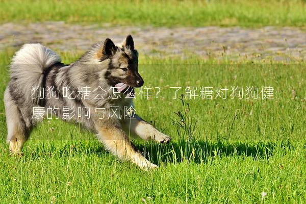 狗狗吃糖會怎么樣？了解糖對狗狗健康的影響與風險