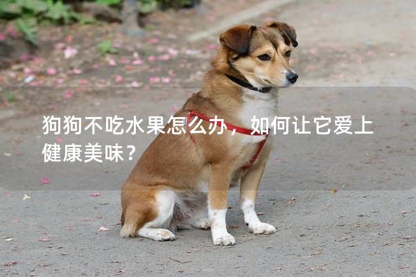 狗狗不吃水果怎么辦,如何讓它愛上健康美味? 狗狗不吃水果怎么辦,如何讓它愛上健康美味?