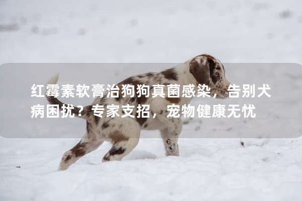 紅霉素軟膏治狗狗真菌感染，告別犬病困擾？專家支招，寵物健康無憂