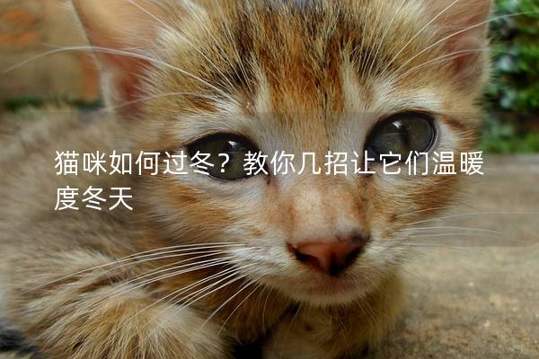 貓咪如何過冬？教你幾招讓它們溫暖度冬天