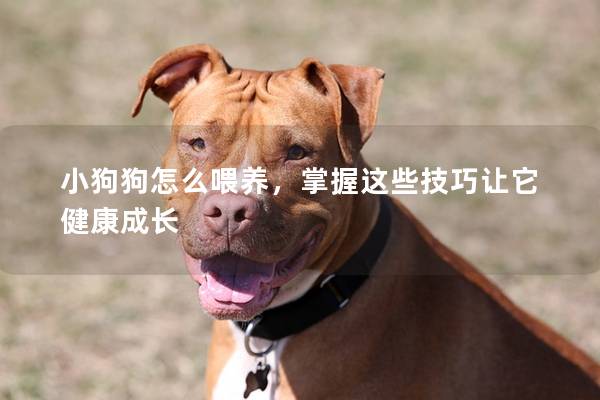小狗狗怎么喂養,掌握這些技巧讓它健康成長 小狗狗怎么喂養,掌握這些技巧讓它健康成長