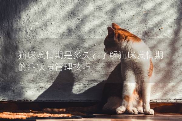 貓咪發情期是多久？了解貓咪發情期的癥狀與管理技巧