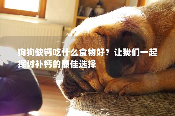 狗狗缺鈣吃什么食物好？讓我們一起探討補鈣的最佳選擇