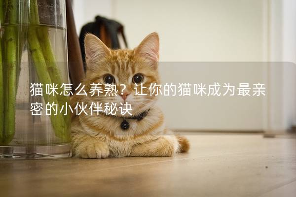 貓咪怎么養(yǎng)熟？讓你的貓咪成為最親密的小伙伴秘訣