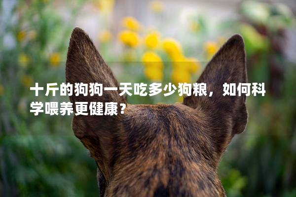十斤的狗狗一天吃多少狗糧，如何科學(xué)喂養(yǎng)更健康？