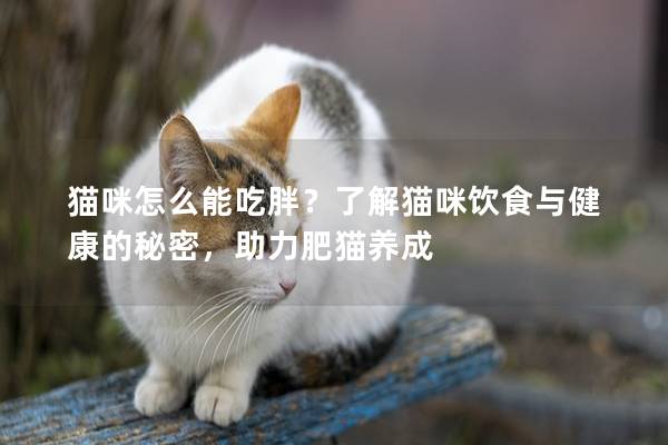 貓咪怎么能吃胖？了解貓咪飲食與健康的秘密，助力肥貓養成