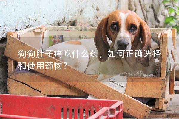 狗狗肚子痛吃什么藥，如何正確選擇和使用藥物？