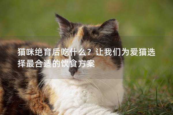 貓咪絕育后吃什么？讓我們?yōu)閻圬堖x擇最合適的飲食方案