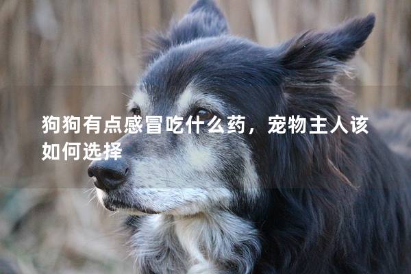 狗狗有點感冒吃什么藥，寵物主人該如何選擇