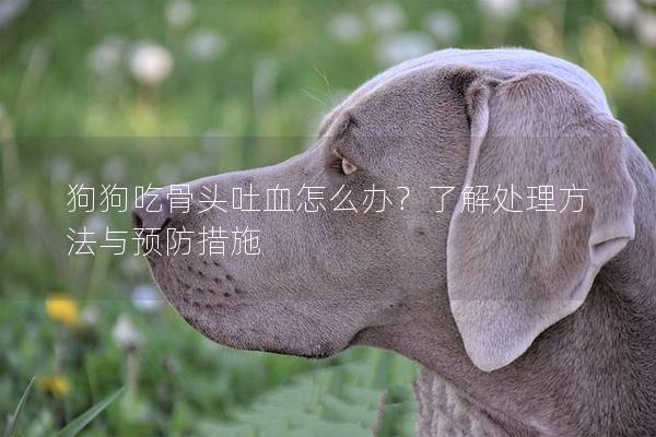 狗狗吃骨頭吐血怎么辦？了解處理方法與預(yù)防措施