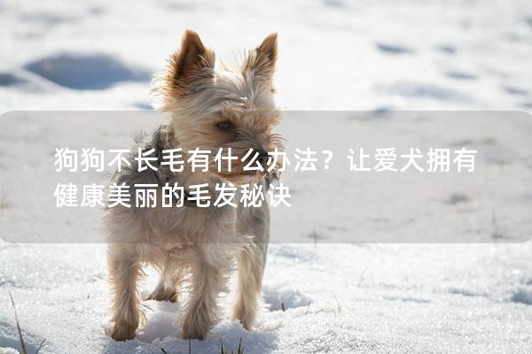 狗狗不長毛有什么辦法?讓愛犬擁有健康美麗的毛發(fā)秘訣 狗狗不長毛有什么辦法?讓愛犬擁有健康美麗的毛發(fā)秘訣