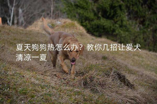 夏天狗狗熱怎么辦？教你幾招讓愛(ài)犬清涼一夏