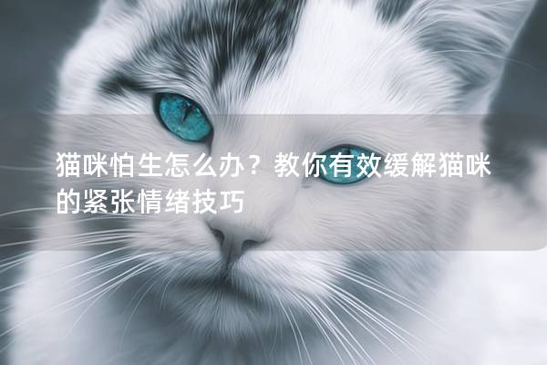貓咪怕生怎么辦？教你有效緩解貓咪的緊張情緒技巧