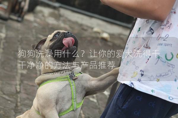 狗狗洗澡用什么？讓你的愛犬洗得干干凈凈的方法與產(chǎn)品推薦