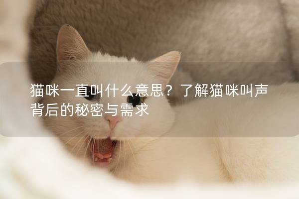 貓咪一直叫什么意思？了解貓咪叫聲背后的秘密與需求