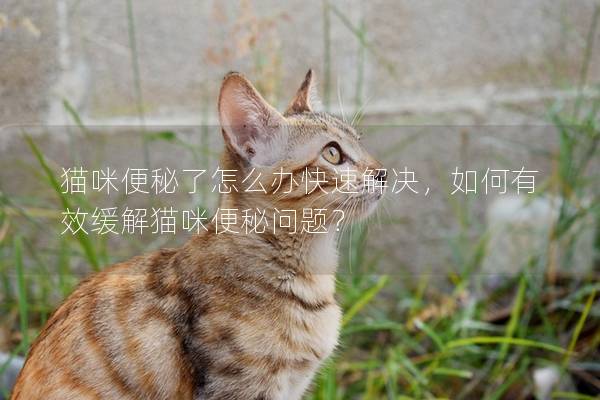 貓咪便秘了怎么辦快速解決，如何有效緩解貓咪便秘問題？