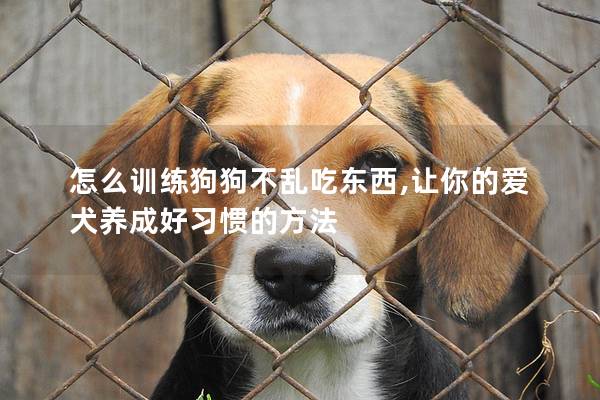 怎么訓練狗狗不亂吃東西,讓你的愛犬養成好習慣的方法