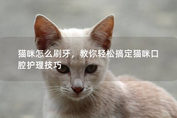 貓咪怎么刷牙，教你輕松搞定貓咪口腔護理技巧