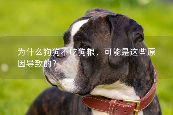 為什么狗狗不吃狗糧，可能是這些原因導致的？