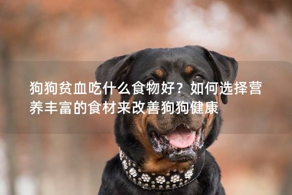 狗狗貧血吃什么食物好？如何選擇營養(yǎng)豐富的食材來改善狗狗健康