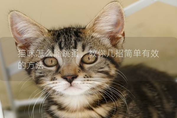 貓咪怎么除跳蚤，教你幾招簡單有效的方法