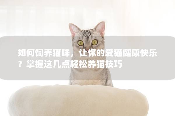 如何飼養(yǎng)貓咪，讓你的愛貓健康快樂？掌握這幾點(diǎn)輕松養(yǎng)貓技巧