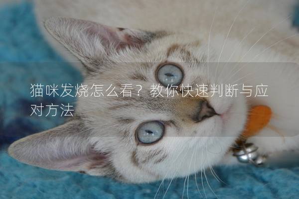 貓咪發(fā)燒怎么看？教你快速判斷與應(yīng)對方法