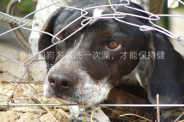 泰迪狗狗多久洗一次澡，才能保持健康與清潔？