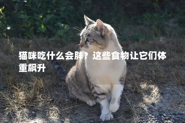 貓咪吃什么會(huì)胖？這些食物讓它們體重飆升