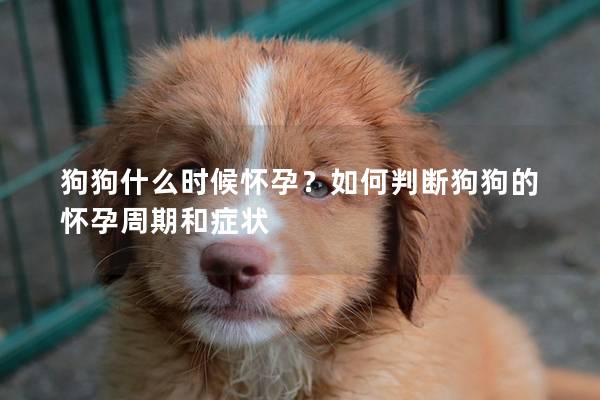 狗狗什么時(shí)候懷孕？如何判斷狗狗的懷孕周期和癥狀