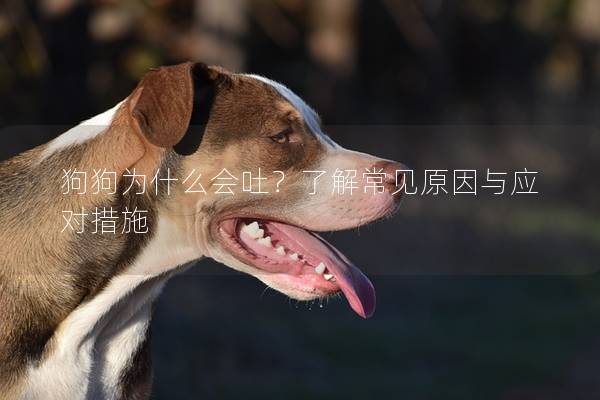 狗狗為什么會吐？了解常見原因與應對措施