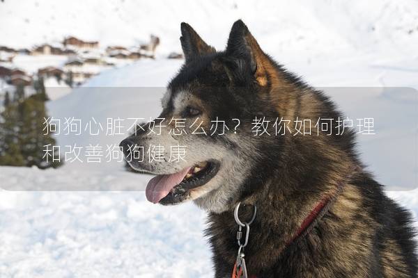 狗狗心臟不好怎么辦？教你如何護理和改善狗狗健康