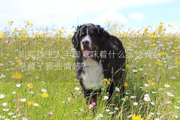 狗狗舔主人手腳意味著什么，這背后隱藏了哪些情感？