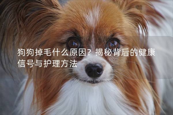 狗狗掉毛什么原因？揭秘背后的健康信號與護理方法