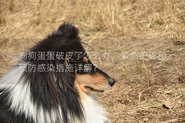 狗狗蛋蛋破皮了怎么辦，緊急護理和預防感染措施詳解？
