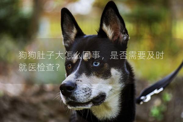 狗狗肚子大怎么回事，是否需要及時就醫(yī)檢查？