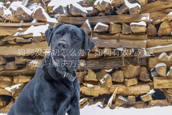狗狗沒有奶怎么辦？如何有效應(yīng)對(duì)這一問題與解決方案