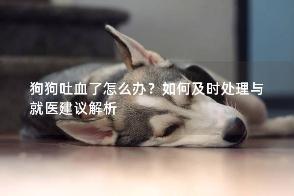 狗狗吐血了怎么辦？如何及時(shí)處理與就醫(yī)建議解析