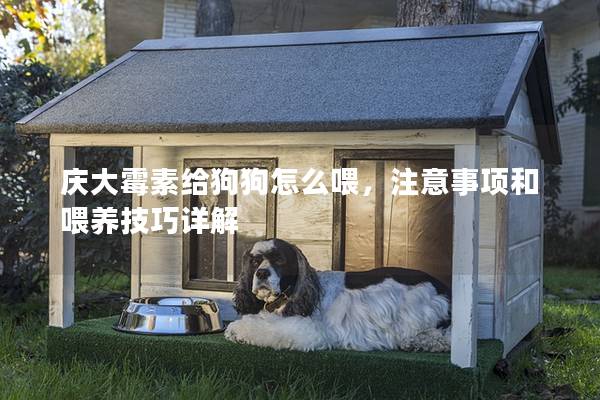 慶大霉素給狗狗怎么喂，注意事項(xiàng)和喂養(yǎng)技巧詳解