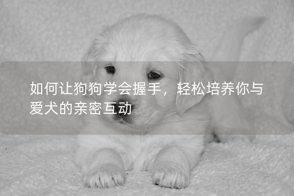 如何讓狗狗學會握手，輕松培養你與愛犬的親密互動