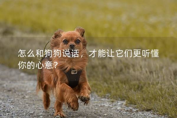 怎么和狗狗說話,才能讓它們更聽懂你的心意? 怎么和狗狗說話,才能讓它們更聽懂你的心意?