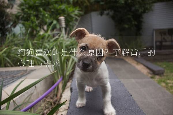 狗狗喜歡叫是什么原因？了解背后的心理與需求